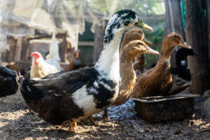 poules et canards